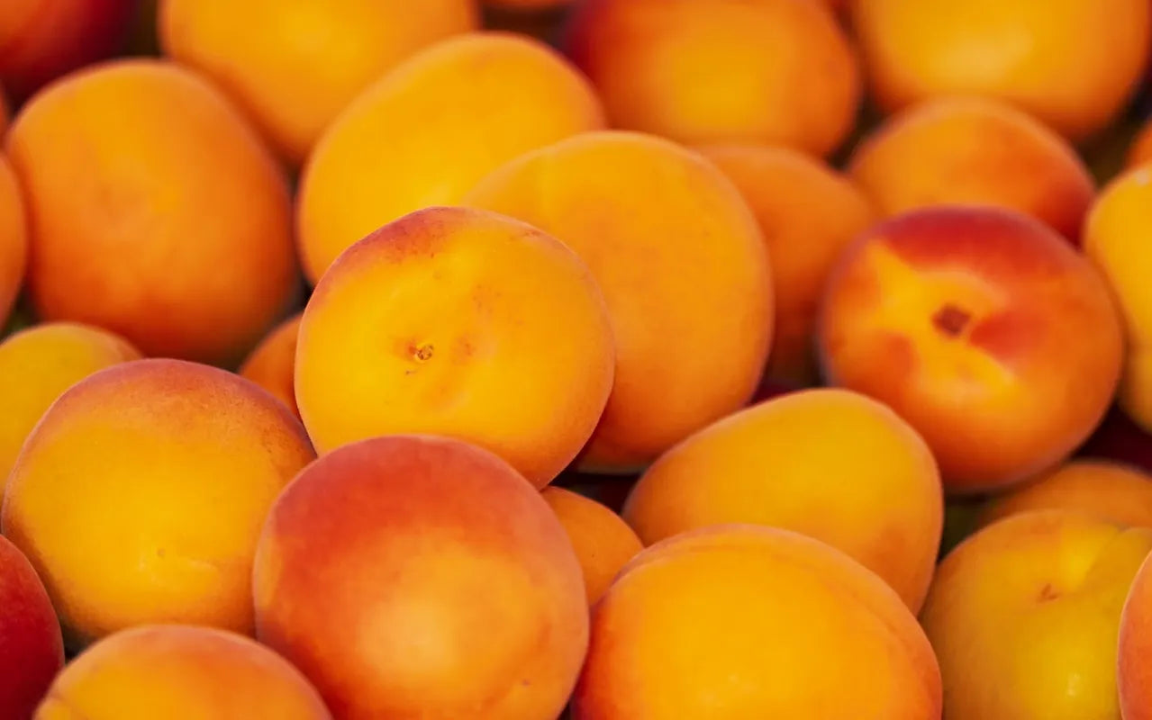 récolte d'abricots