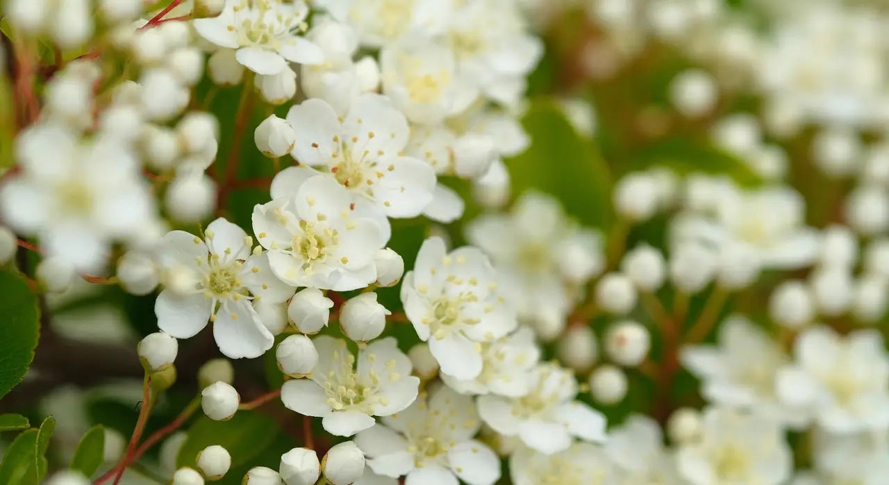 arbuste avec fleurs blanches