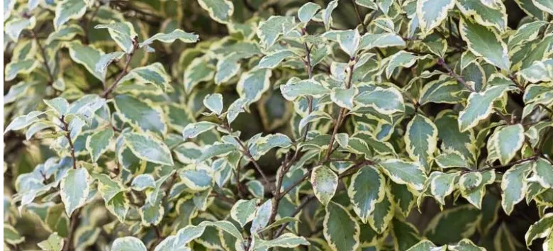 haie de pittosporums