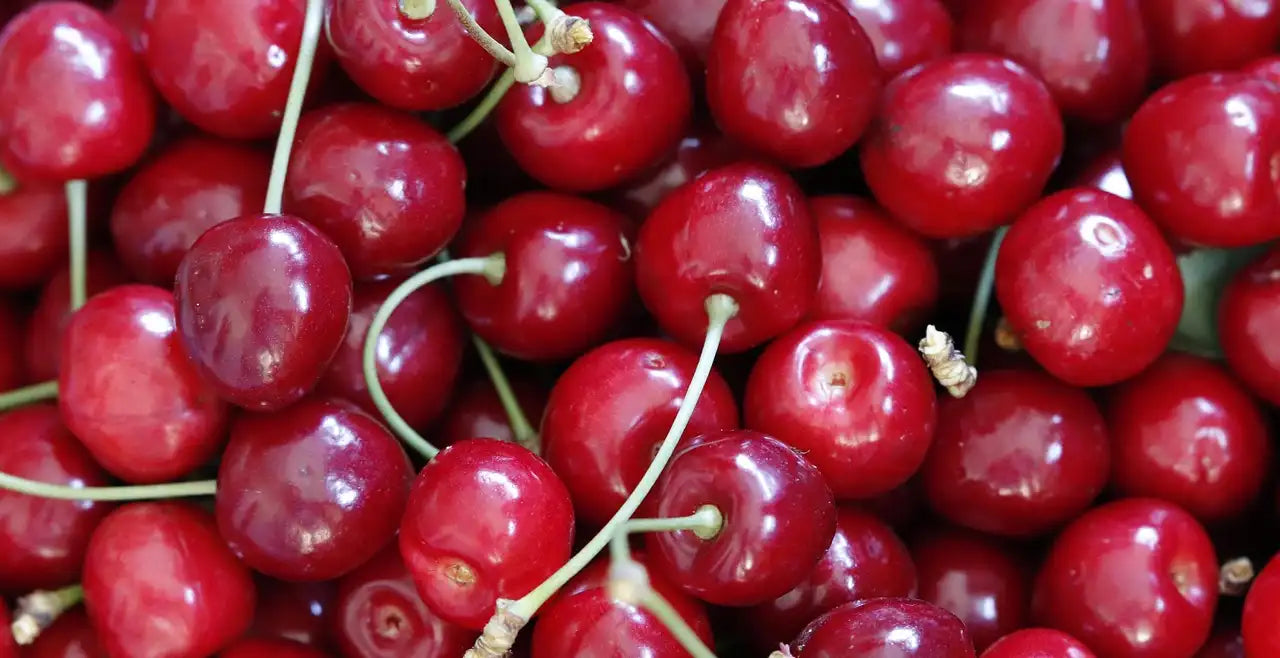 récolte de cerises bien mûres