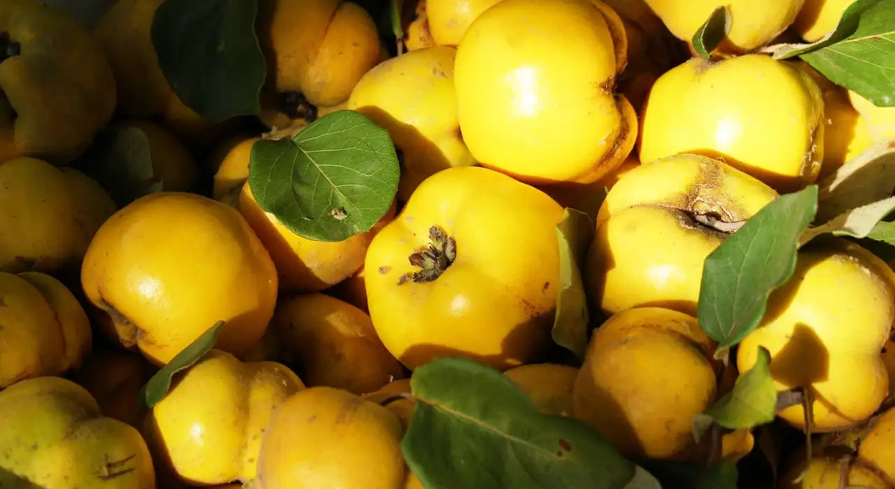 récolte de coings (fruits du cognassier)