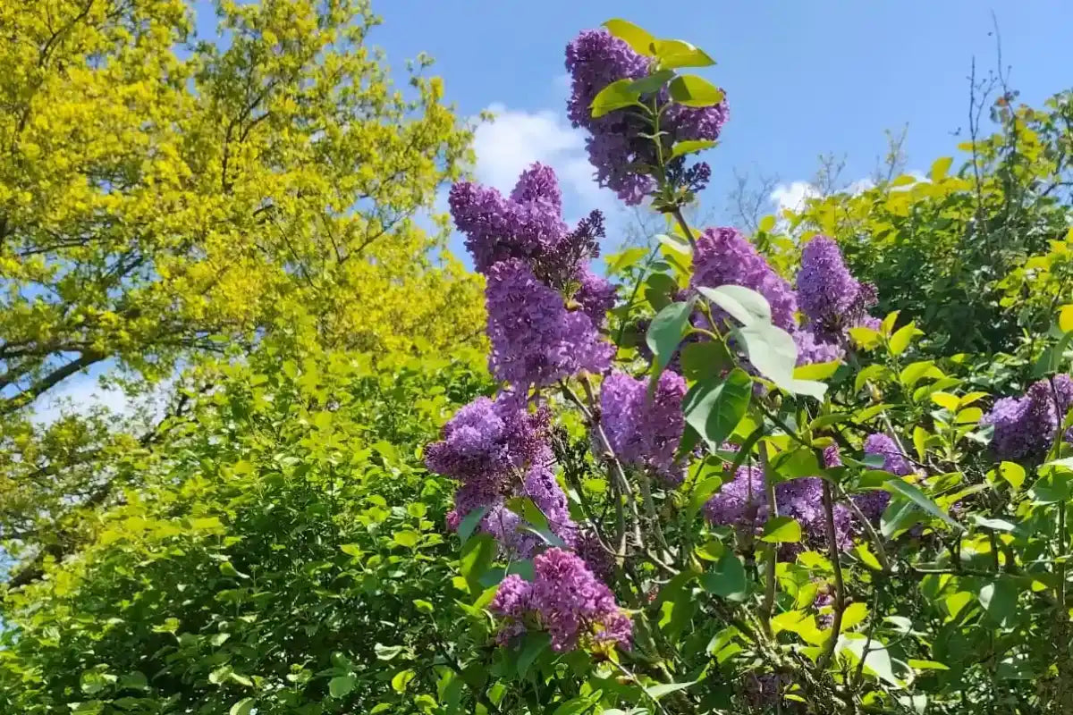 Toutes les plantes