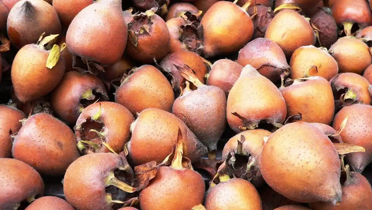 récolte de nèfles (fruits du néflier)