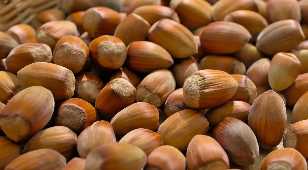 récolte de noisettes