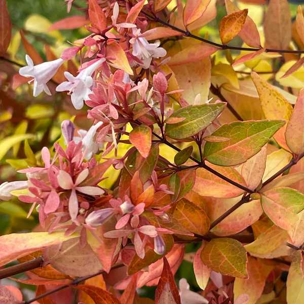 Abélia Grandiflora Francis Mason
