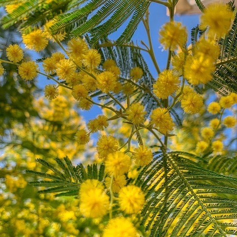 Mimosa d'hiver (Acacia Dealbata)