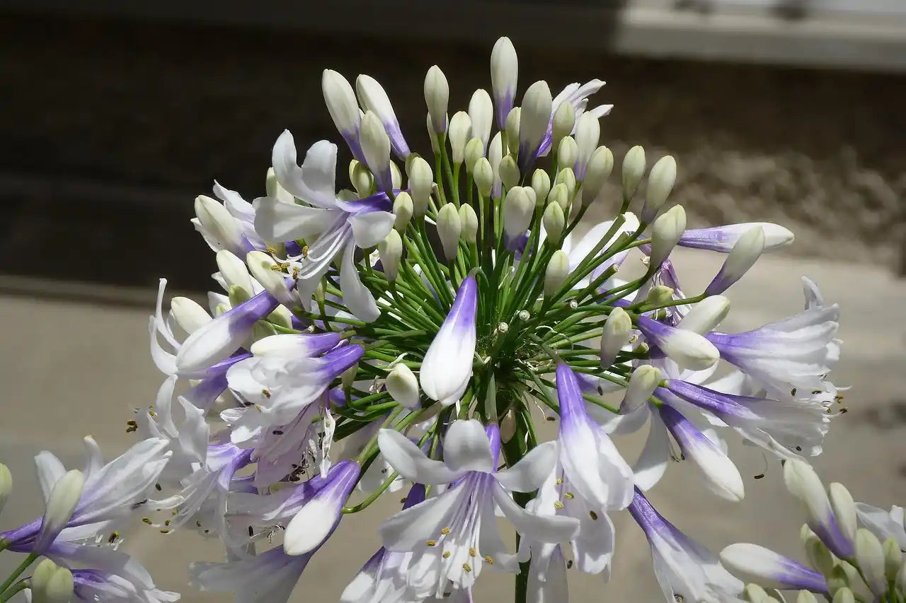 Fleurs bicolores de l'agapanthe "Twister"