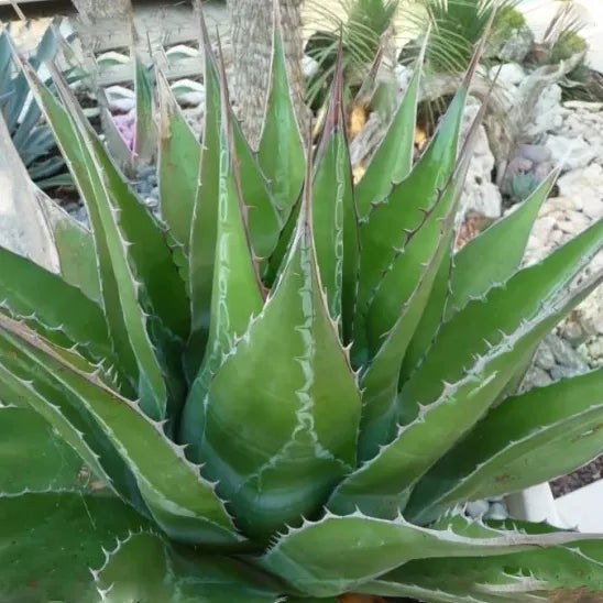 feuilles grasses et piquantes de l'agave des montagnes