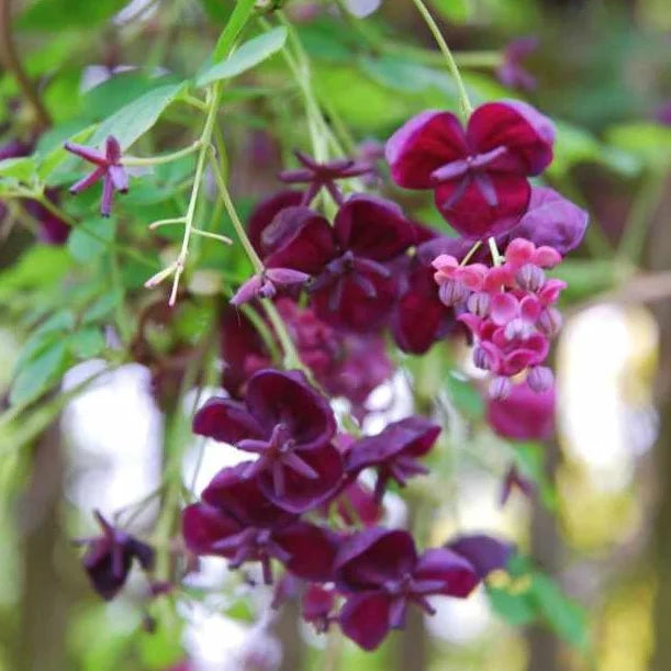fleurs violettes de l'akebie quinata (akebia)