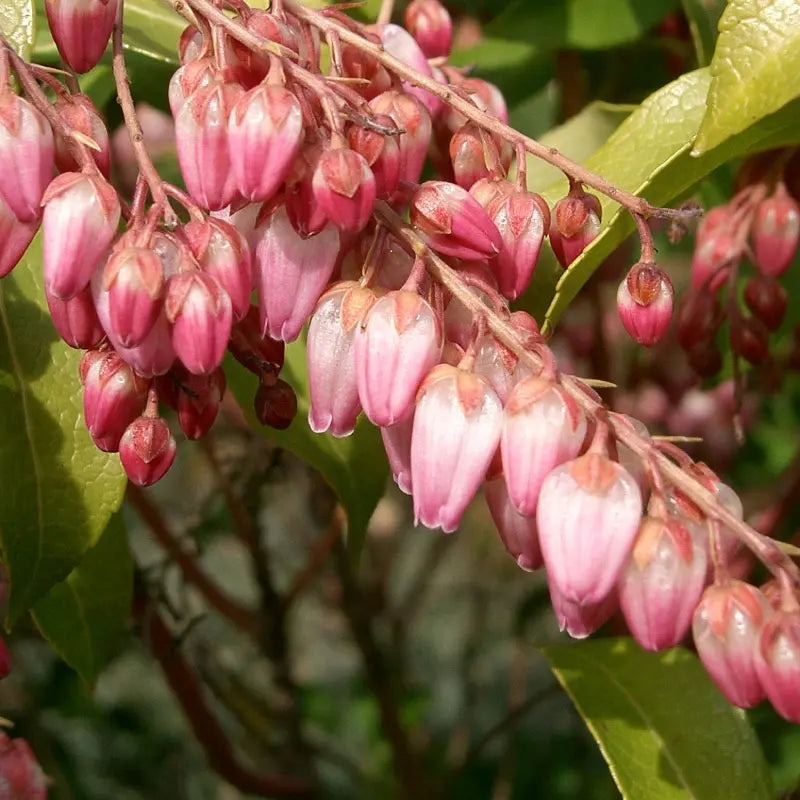 Andromède du Japon (Pieris) Katsura