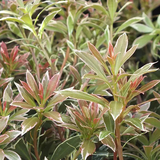Andromède du Japon (Pieris) Little heath green