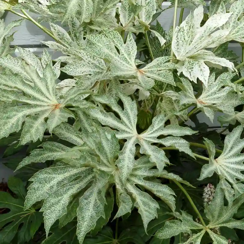Fatsia japonica Spidder's web
