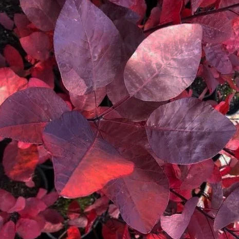 Arbre à perruques ‘Grace’ (Cotinus ‘Grace’)