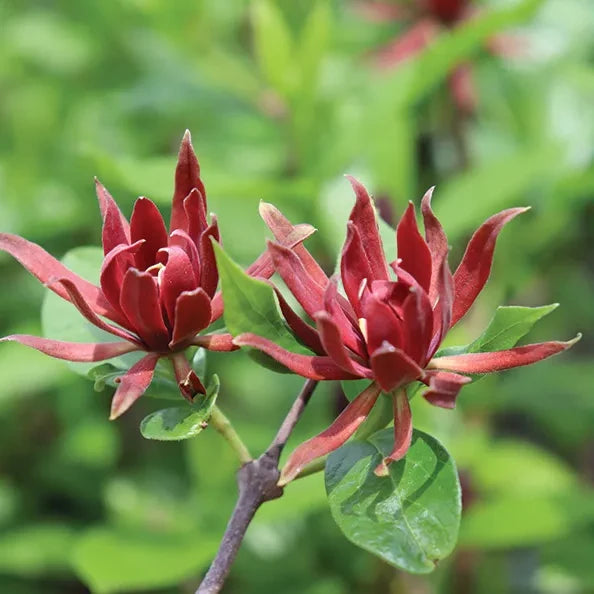 Arbre aux Anémones (Calycanthus floridus)
