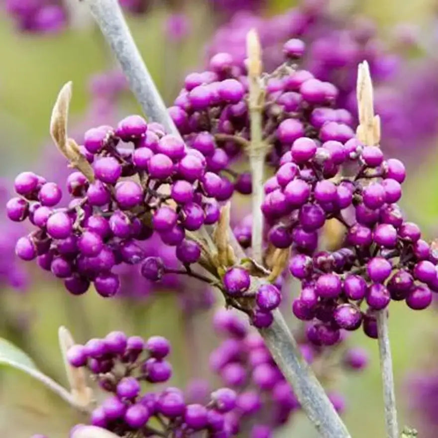 Arbre aux bonbons bodinieri Profusion (callicarpa bodinieri Profusion)