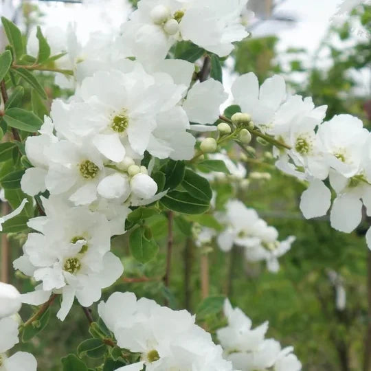 Arbre aux perles (Exochorda macrantha)