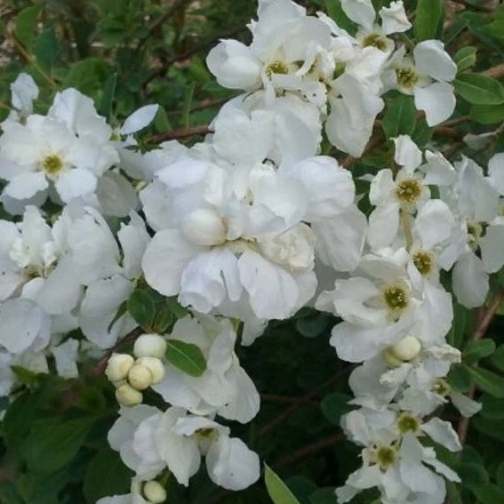 Arbre aux perles the bride (Exochorda macrantha The bride)