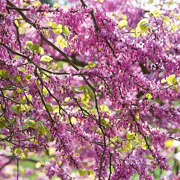 Arbre de Judée (Cercis siliquastrum)