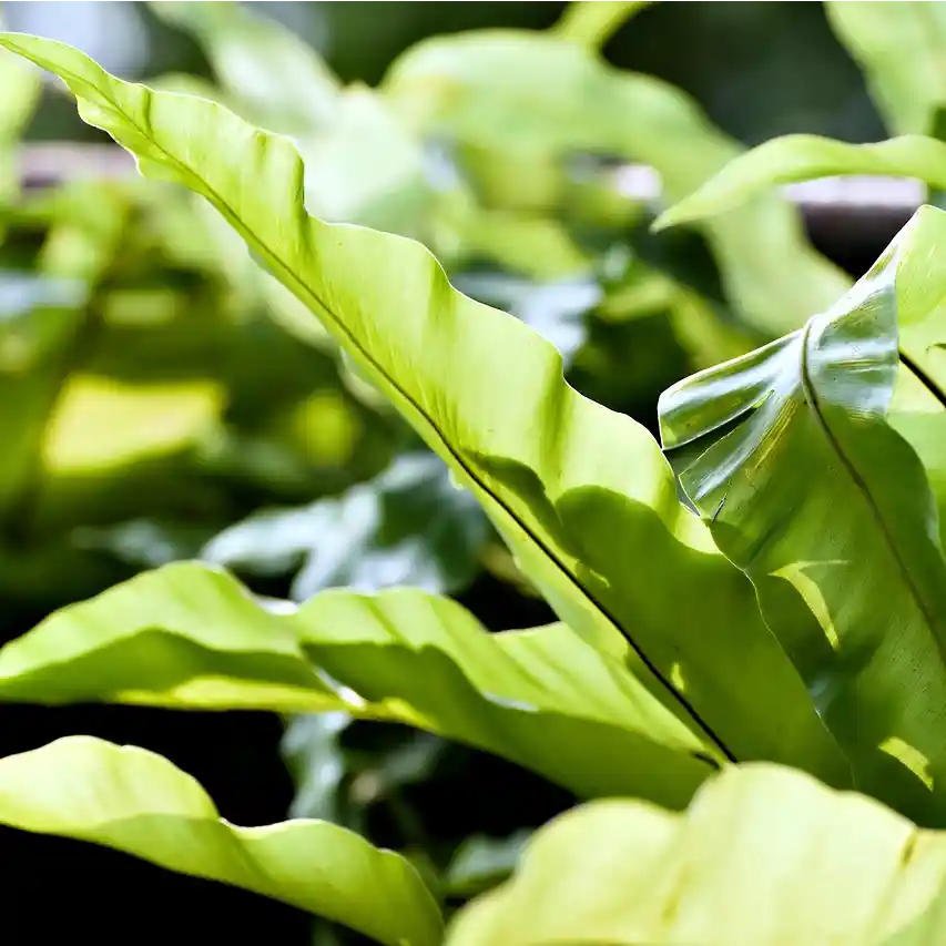 Asplenium scolopendrium