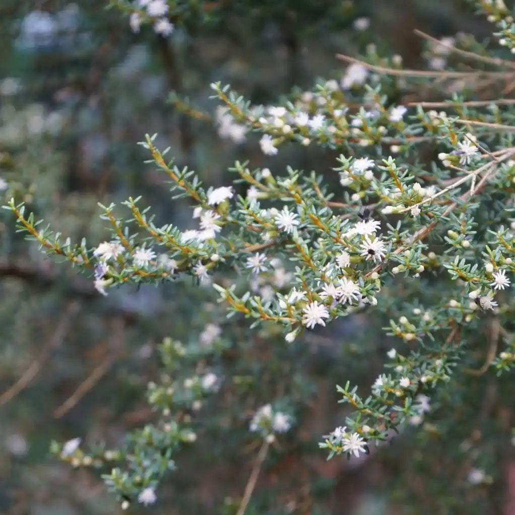 Aster en arbre (Olearia solandri 'Aurea')
