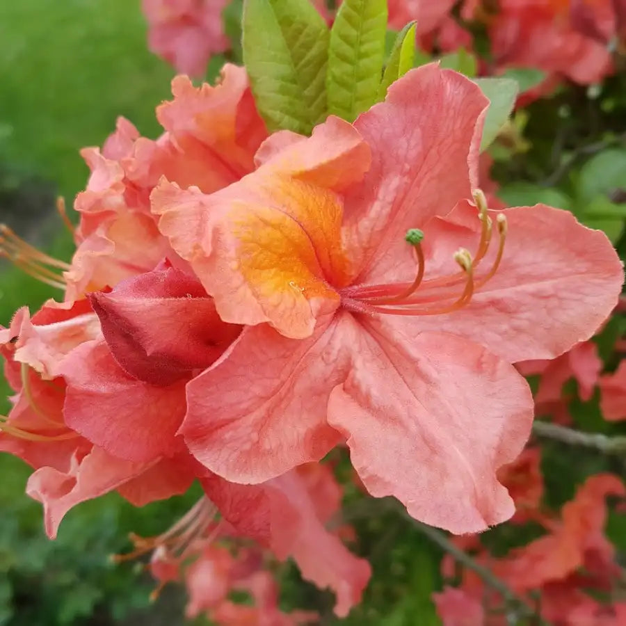 Azalée de Chine Berry Rose