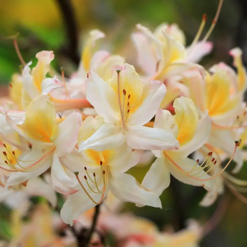 Azalée de Chine Blanc persil