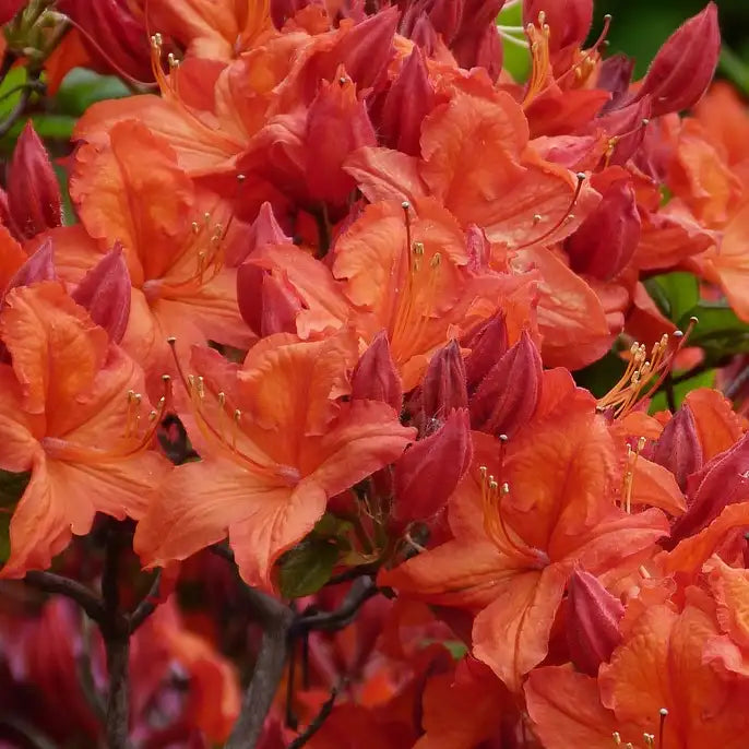 Azalée de Chine Golden eagle orange