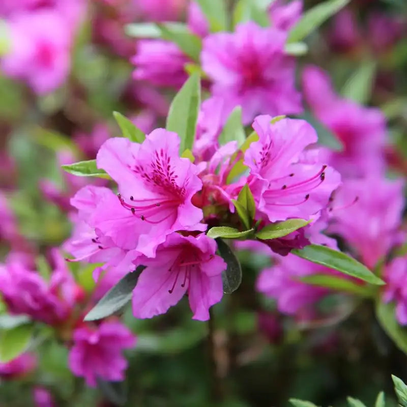 Azalée de Japon Amonea mauve