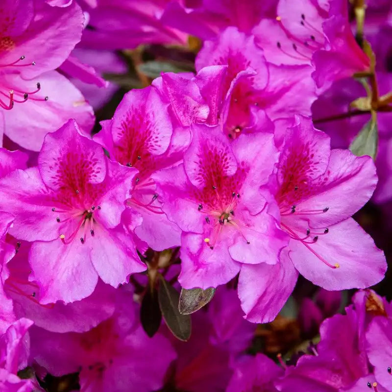 Azalée du Japon Blue Danube violet