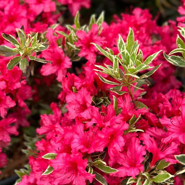 Azalée du Japon rouge Silver Sword