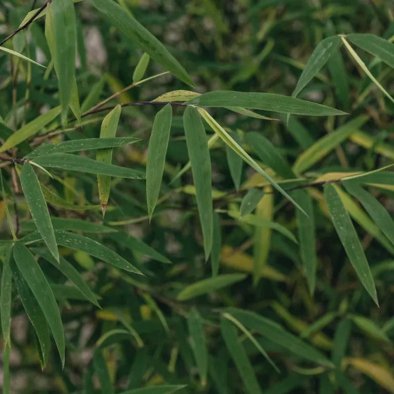 Bambou Fargesia Angustissima