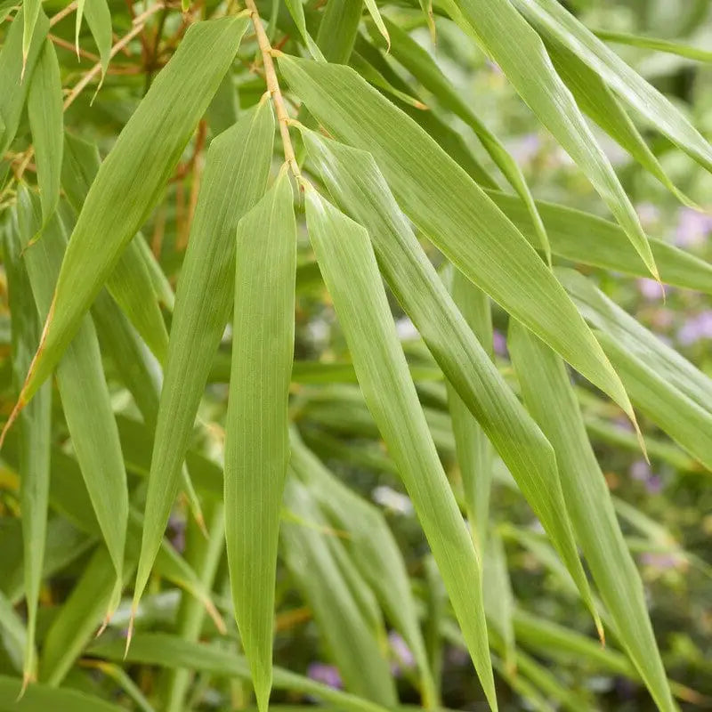 Bambou Fargesia Robusta Formidable