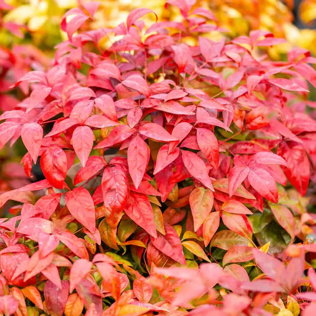 Bambou sacré 'Fire Power' (Nandina domestica 'Fire Power')