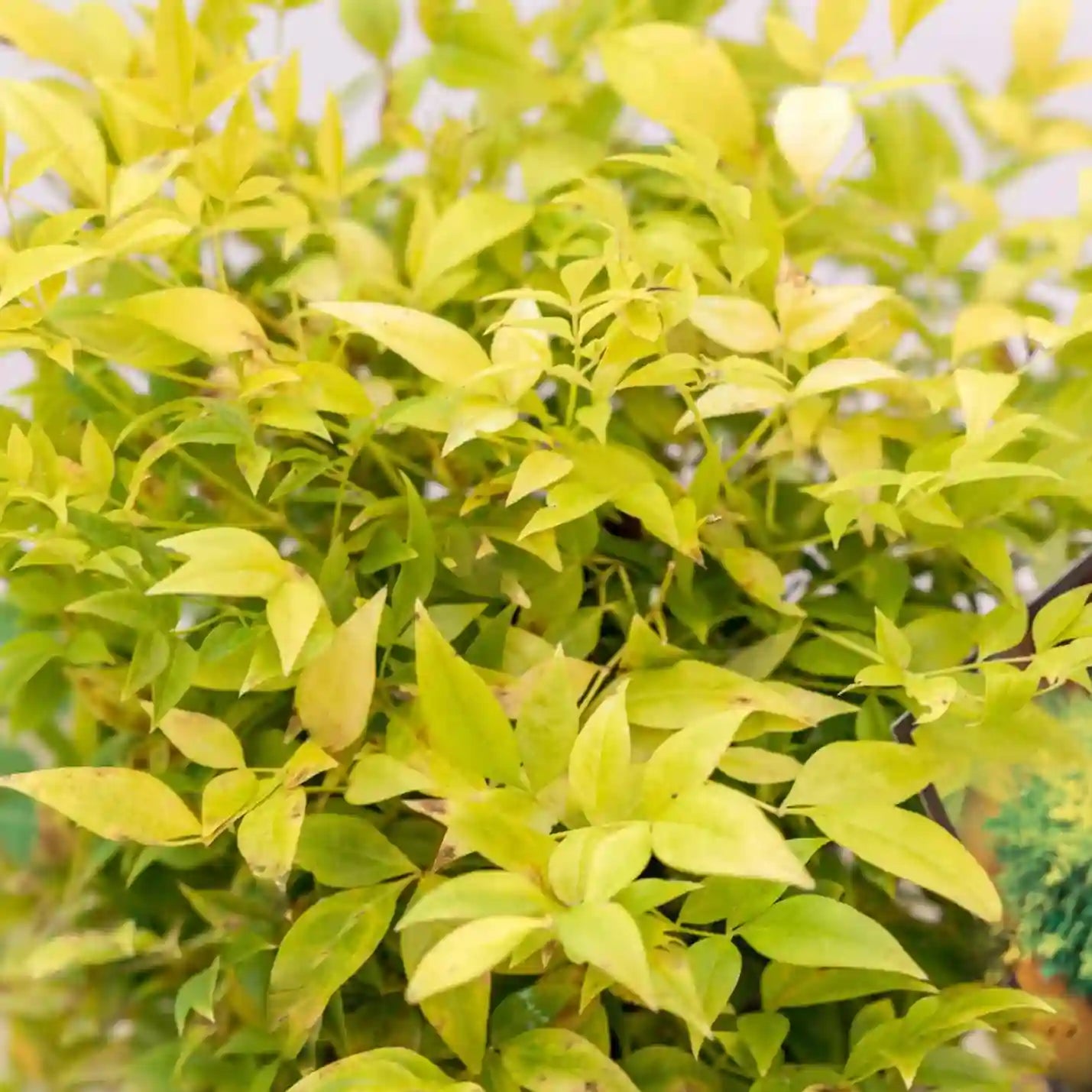 Bambou sacré 'Magical Lemon Lime' (Nandina domestica 'Magical Lemon Lime®')