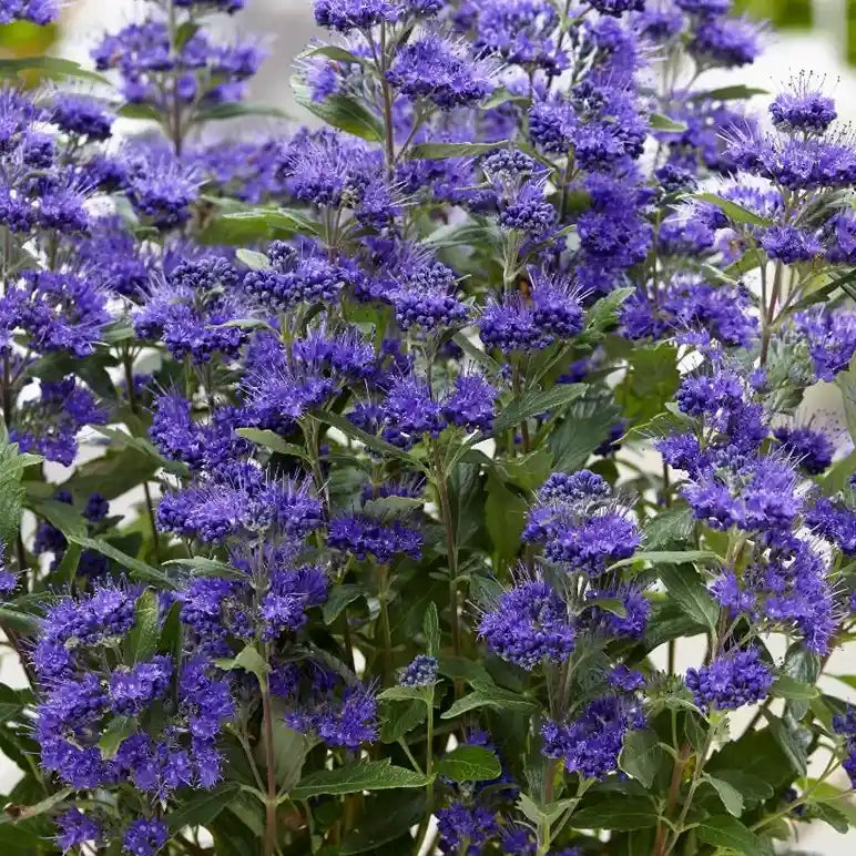 Barbe bleue Grand bleu® (Caryopteris clandonesis Grand Bleu®)