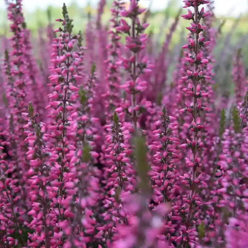Bruyère d'Irlande Atropurpurea