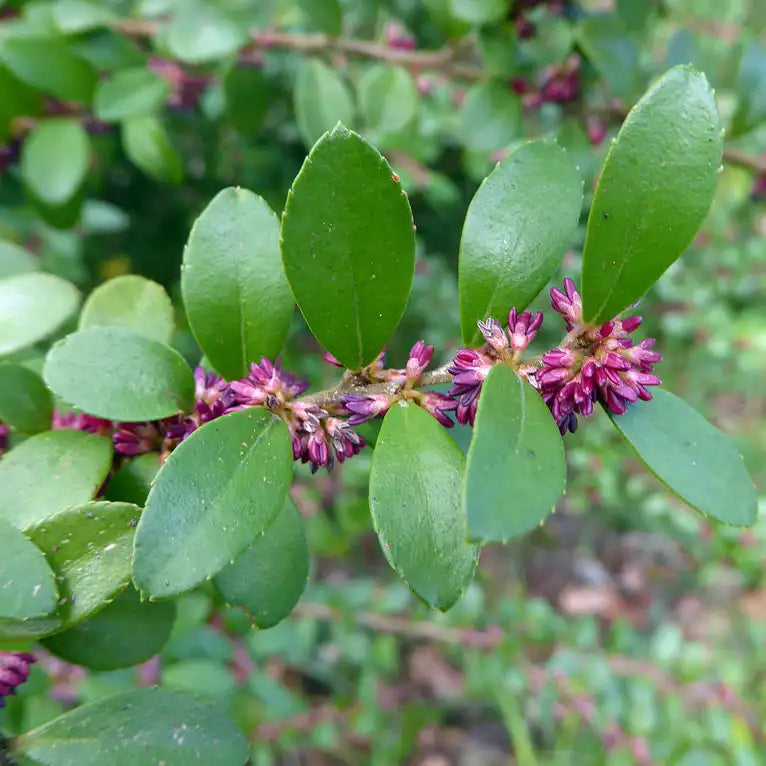 Buis africain (Mysrine africana)