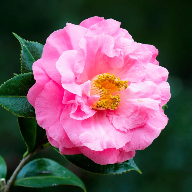 Camélia du Japon "Elegans beauty" (rose)