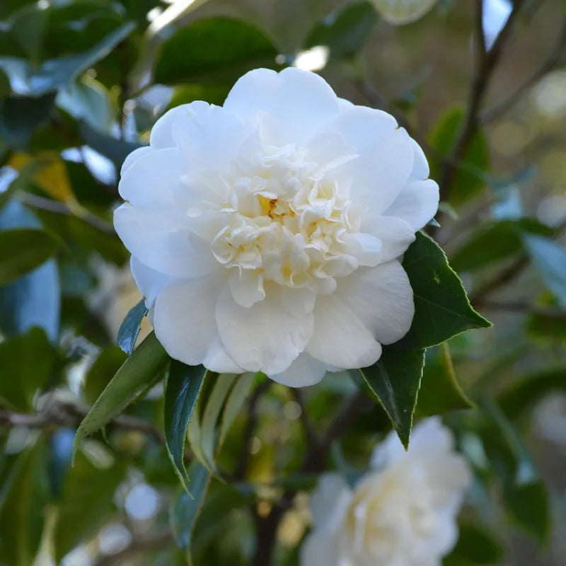 Camélia du Japon "Nobilissima" à fleurs blanches
