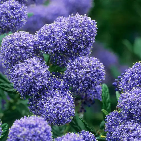 Céanothe Concha (Ceanothus Concha) - Lilas de Californie