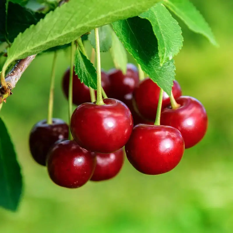 fruits du cerisier anglais