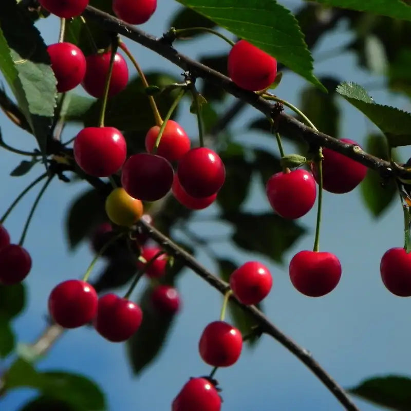 cerises bigareau moreau sur un arbre