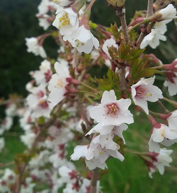 Cerisier du Japon nain 'Kojo no mai' (Prunus incisa 'Kojo no mai')