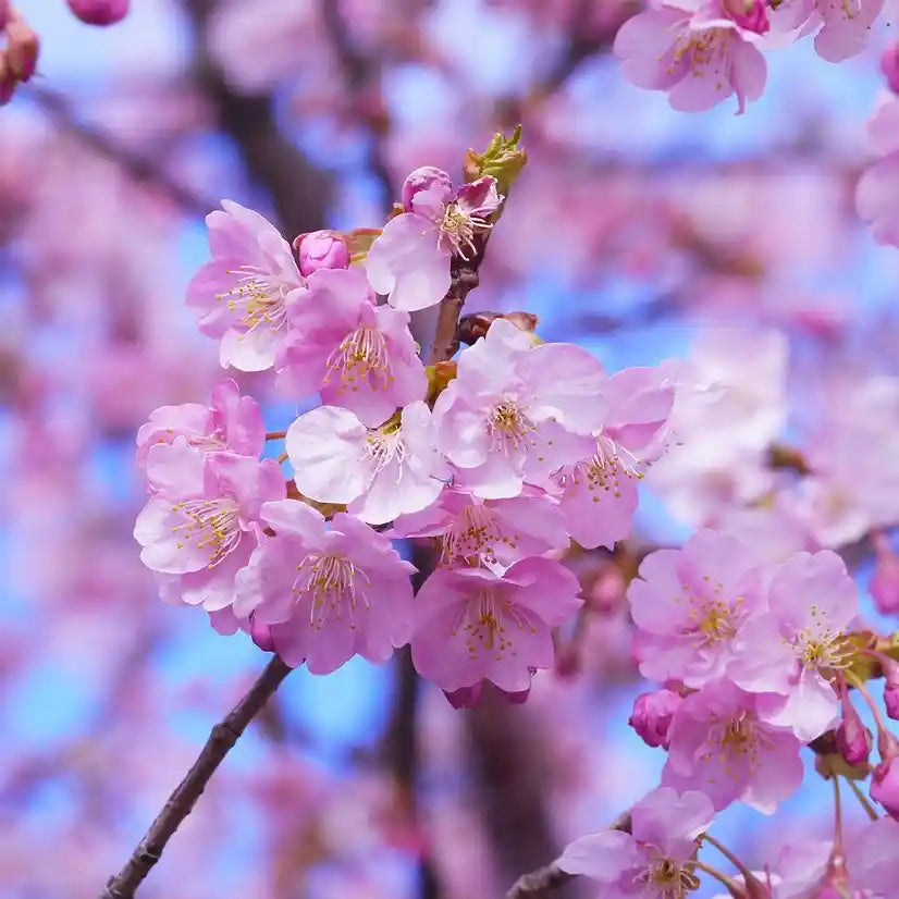 Fleurs roses du cerisier japonais 'Accolade'