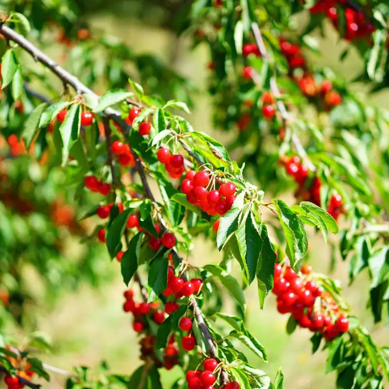 grappes de cerises montmorency