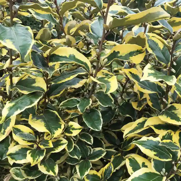 Chalef ‘Viveleg®’ (Elaeagnus ebbingei Viveleg®)