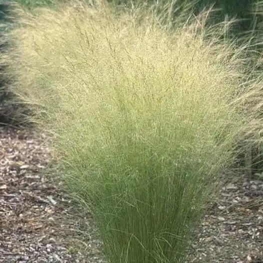 Cheveux d'ange (stipa) "Pony Tails"