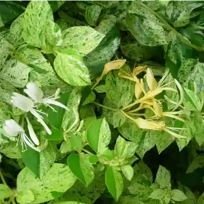 Fleurs jaunes et blanches du chèvrefeuille grimpant 'Mint Crips', et son feuillage panaché