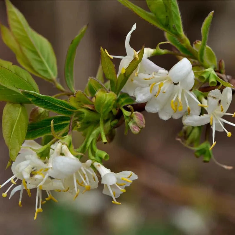 Chèvrefeuille d'hiver (Lonicera fragrantissima)
