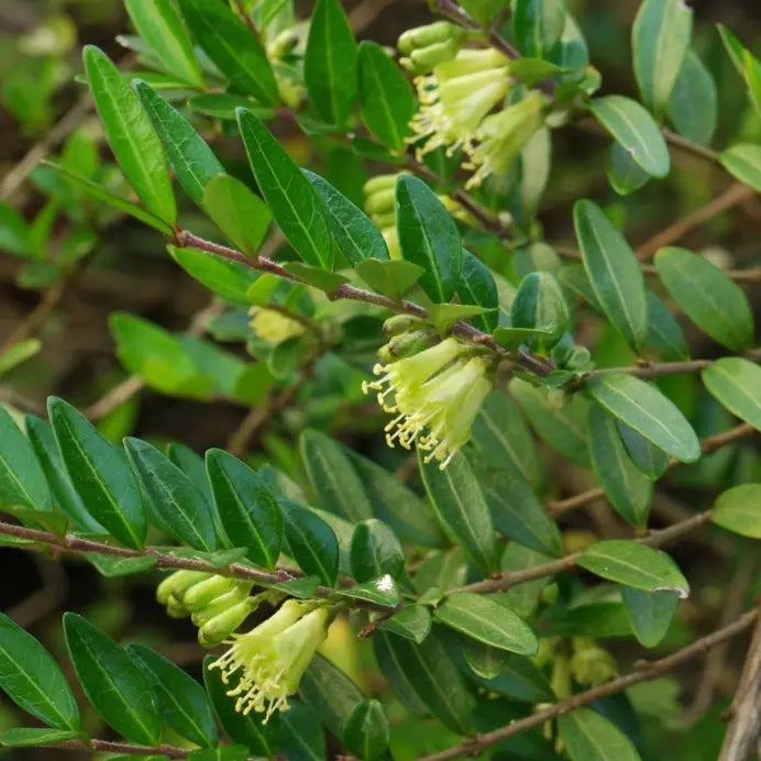 Chèvrefeuille tapissant (Lonicera pileata)